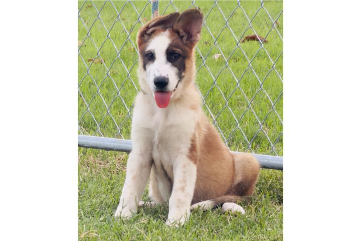 German Shepherd AKC  Puerto Rico
