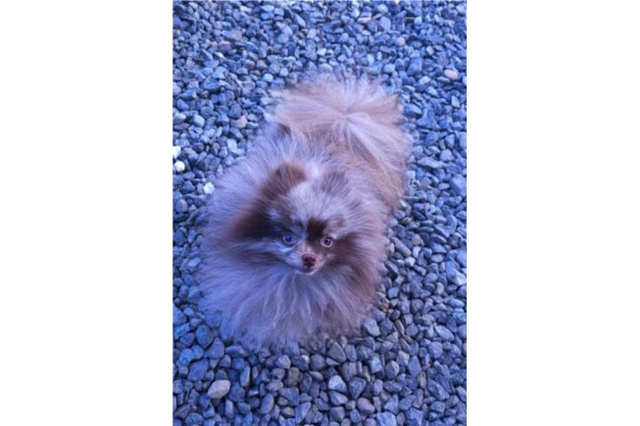 Pomeranian Puerto Rico