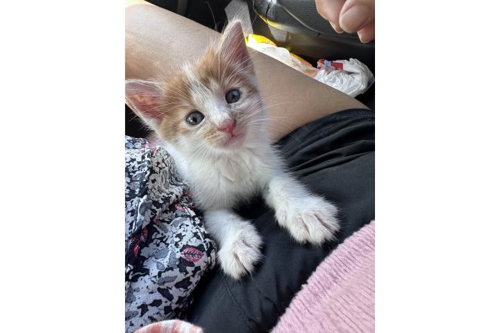 Gatitos. Bebés Puerto Rico
