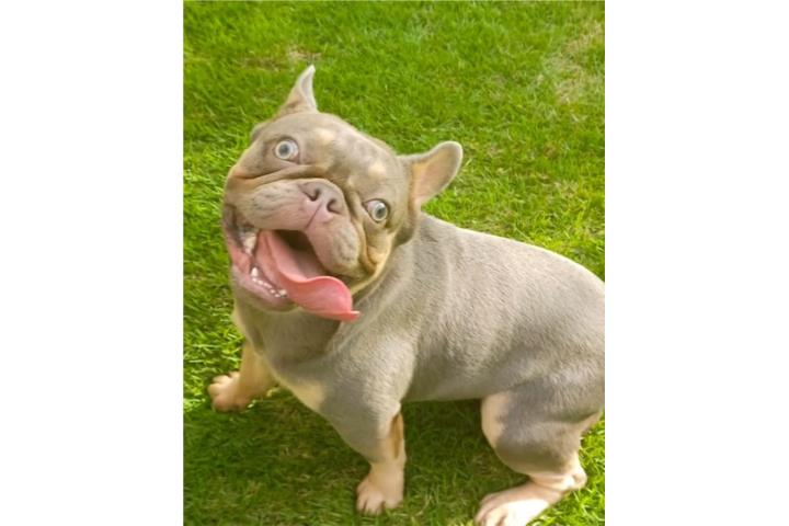 French bulldog  Puerto Rico