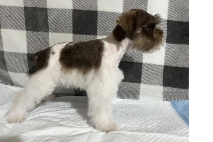 Schnauzer miniature  Puerto Rico