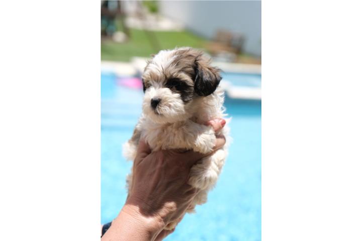 Minidoodle Puerto Rico