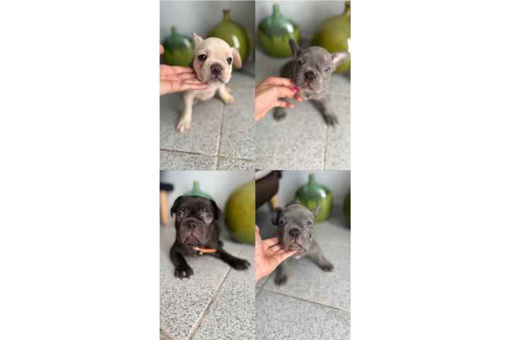 Hermosos Perritos Frenchie $1300 Puerto Rico