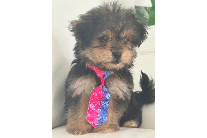 PERROS RAZA MORKIE Puerto Rico
