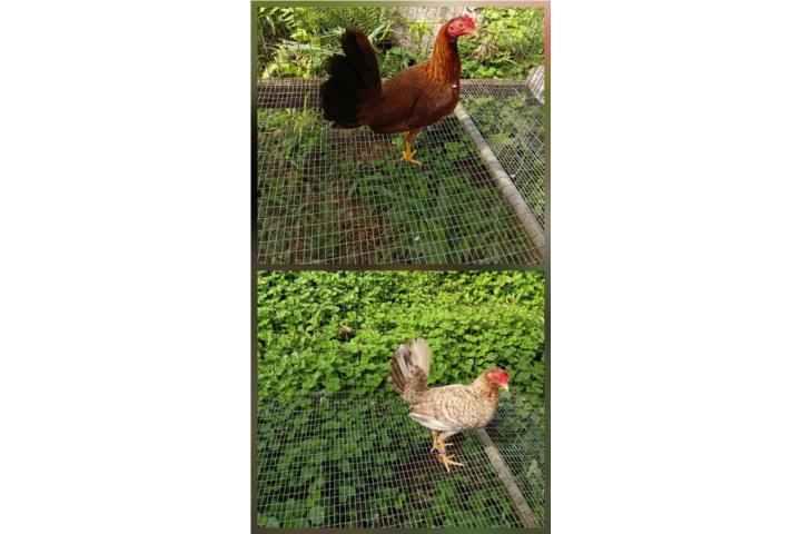 Gallinas finas  Puerto Rico