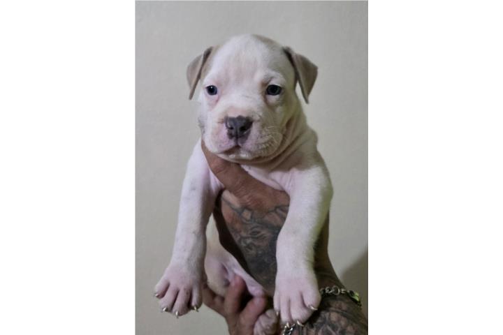 Se vende Perrito pittul Macho  Puerto Rico