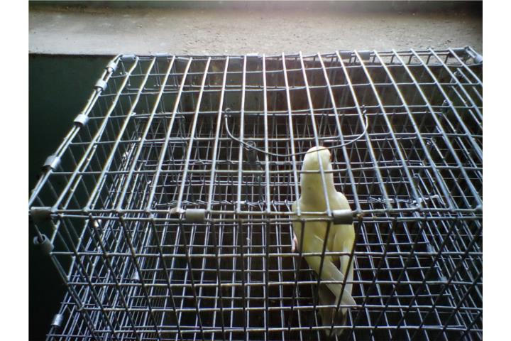 LOVEBIRD ROSEICOLLI FALLOW VISUAL HEMBRA Puerto Rico