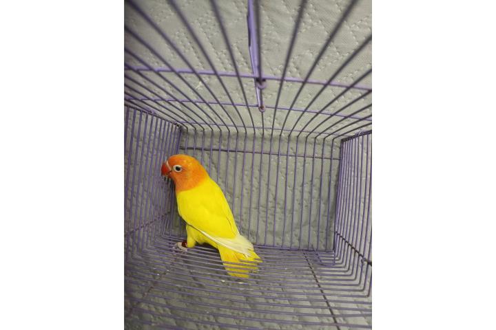 Lovebird macho  Puerto Rico