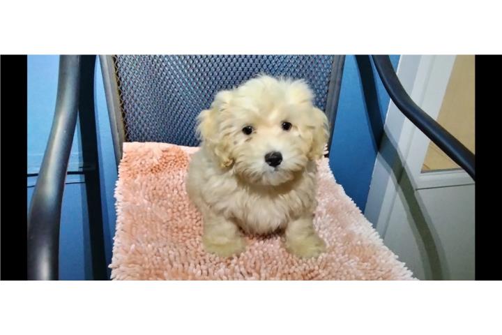 BELLO MALTIPOO MACHO VACUNADO Y DESPARASITADO Puerto Rico