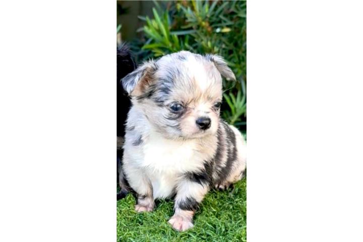 CHIHUAHUA MERLE PELO LARGO  Puerto Rico