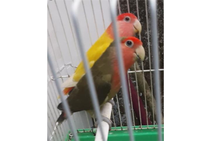 Lovebird Opalina ojos rojos