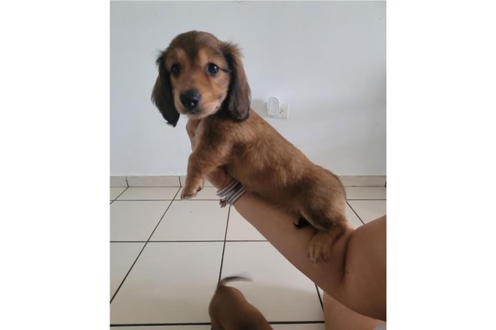 Dachshund Salchichas Puerto Rico