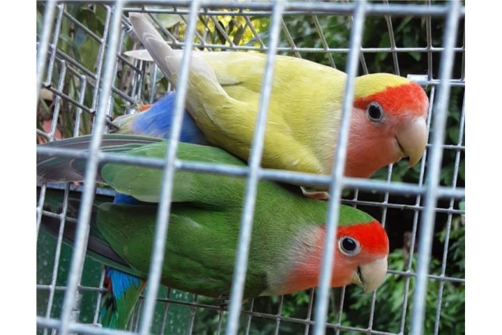 Pareja de lovebird  Puerto Rico