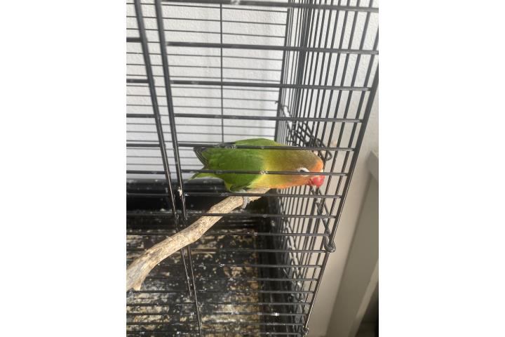 Lovebird  Puerto Rico