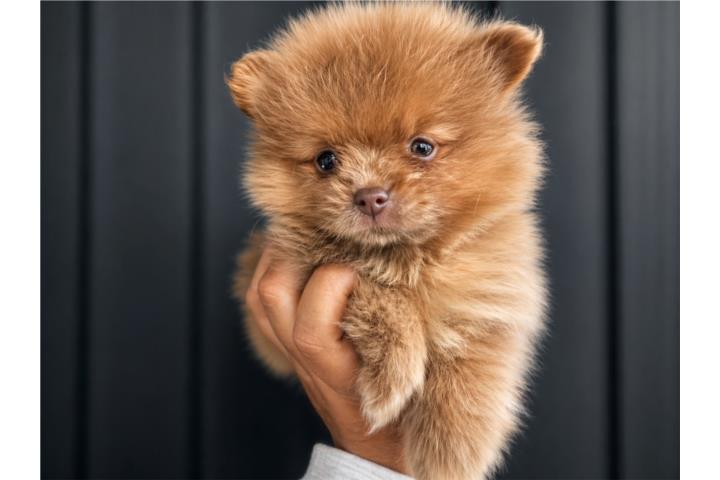 Pomeraniam macho  Puerto Rico