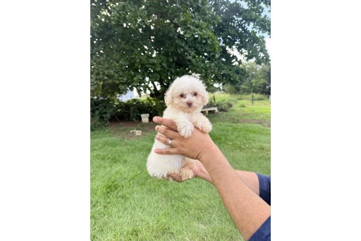 Toy poodle hembra hermosa  Puerto Rico