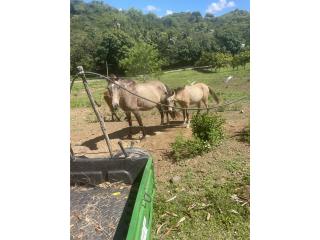 Yegua  Puerto Rico