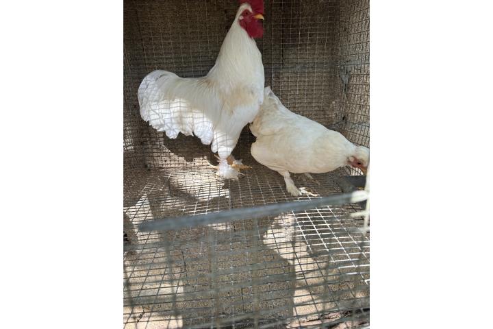 Gallinas blancas  Puerto Rico