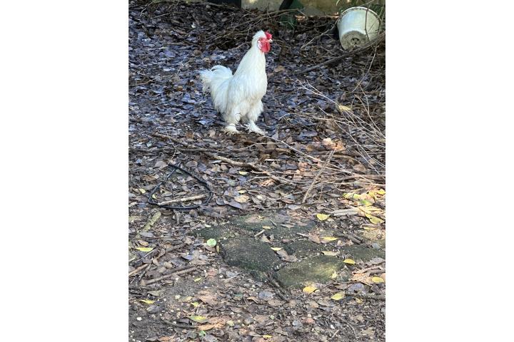 Pareja gallinas Sylkies Blancas Puerto Rico