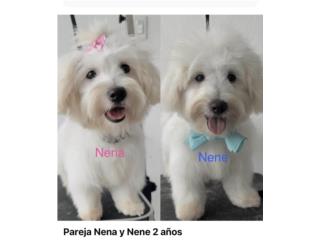 Maltese pareja 2 años Puerto Rico