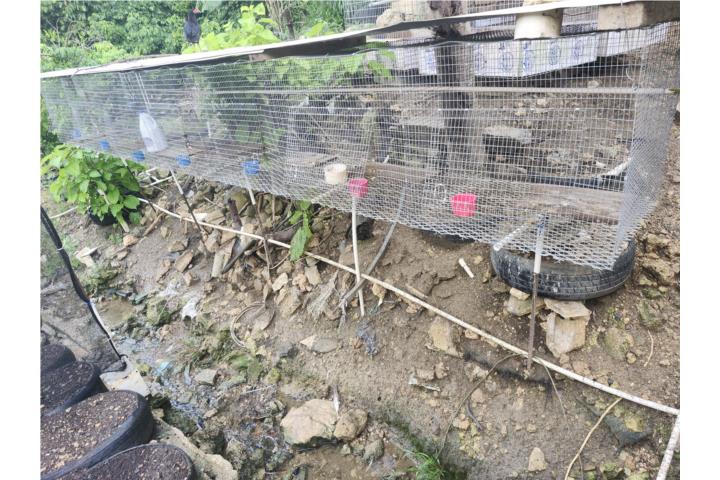 Vendo jaulas y rejones para gallos y gallinas Puerto Rico