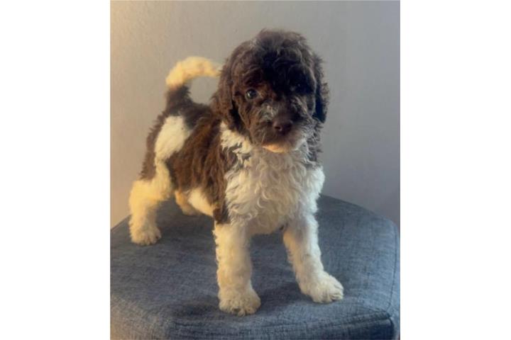 Standard Poodle Puerto Rico