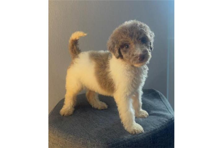 Standard Poodle Puerto Rico
