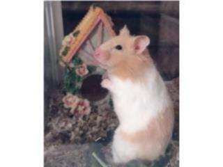 Hamster sirio Puerto Rico