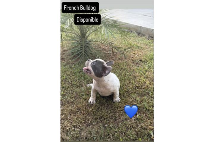 French Bulldog Puerto Rico