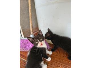 Se REGALAN BELLOS GATITOS Puerto Rico