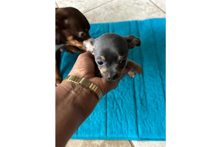 Precioso chihuahua solo $300 Puerto Rico