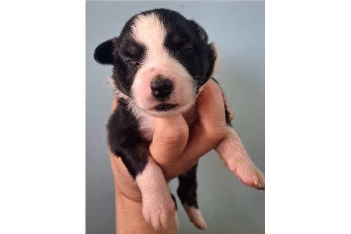 Australian shepherd  Puerto Rico