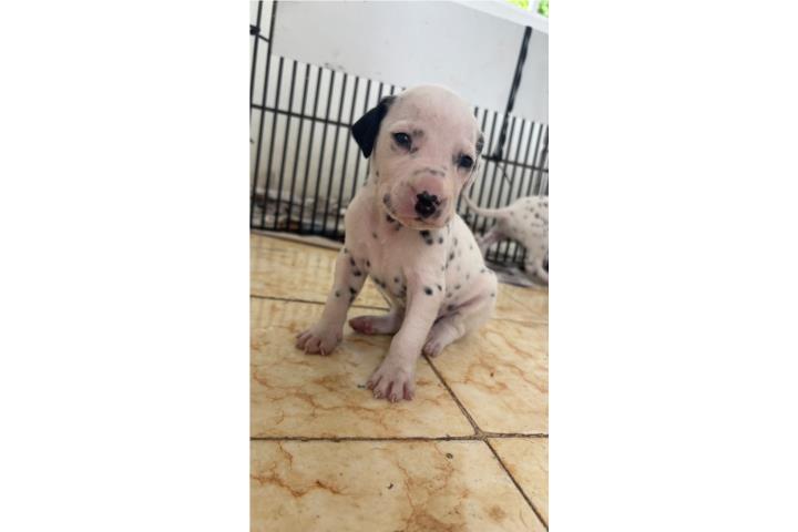 Dálmatas en Venta Puerto Rico