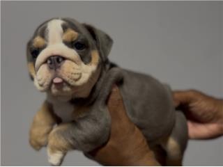 English Bulldog Puerto Rico