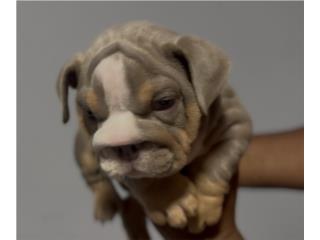 English Bulldog Puerto Rico