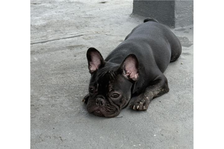 French bulldogs hembra Puerto Rico