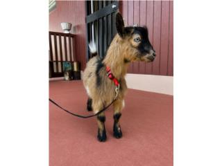 Cabrito enano