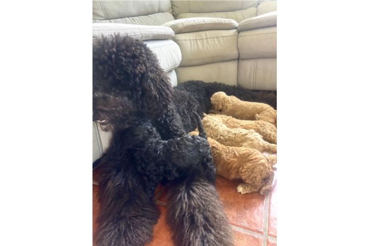 Puppy Golden Doodle  Puerto Rico