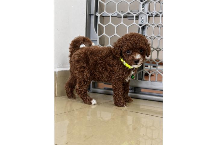 Tierno Toy Poodle Macho Puerto Rico