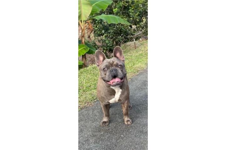 French bulldog macho Puerto Rico