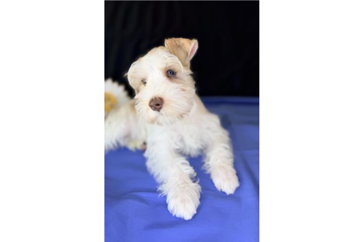 Schnauzer  Puerto Rico