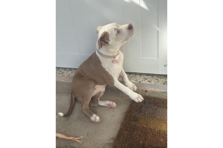 Pitbull Hembra Puerto Rico