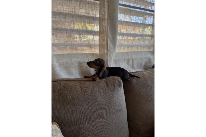 Dachshund  Puerto Rico