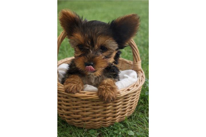 Yorkie hembra  Puerto Rico