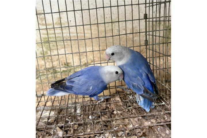 Pareja de lovebird opalinos violetas Puerto Rico