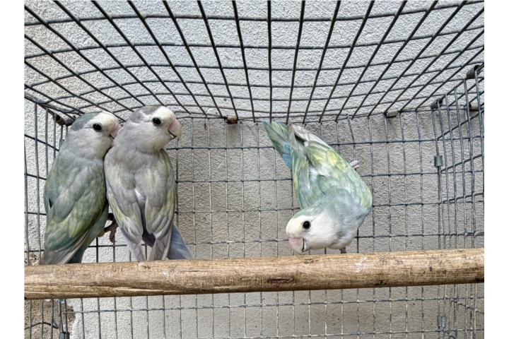 Lovebird silver Puerto Rico