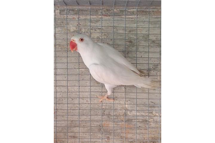 Ringneck hembra blanca  Puerto Rico