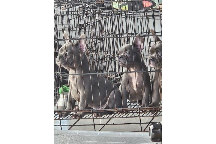 French Bulldog  Puerto Rico