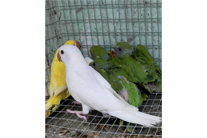 Ringneck blanca,amarilla y verde reg Puerto Rico