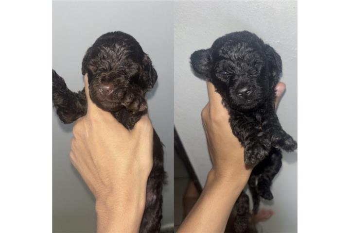 Standard Poodles  Puerto Rico